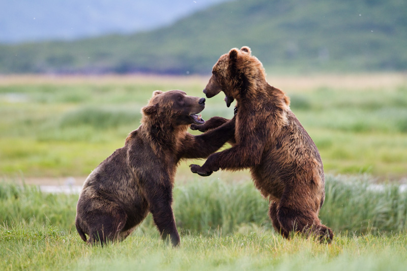 Grizzly Bears Fighting